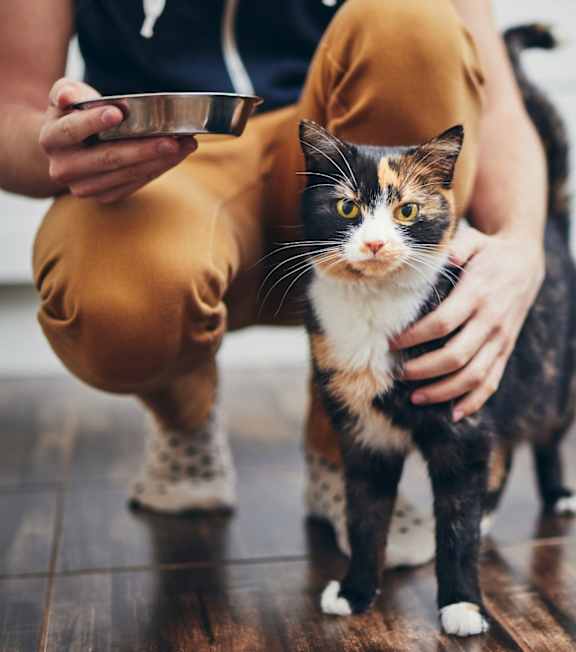 A person in a yellow top is holding a bowl while petting a calico cat.