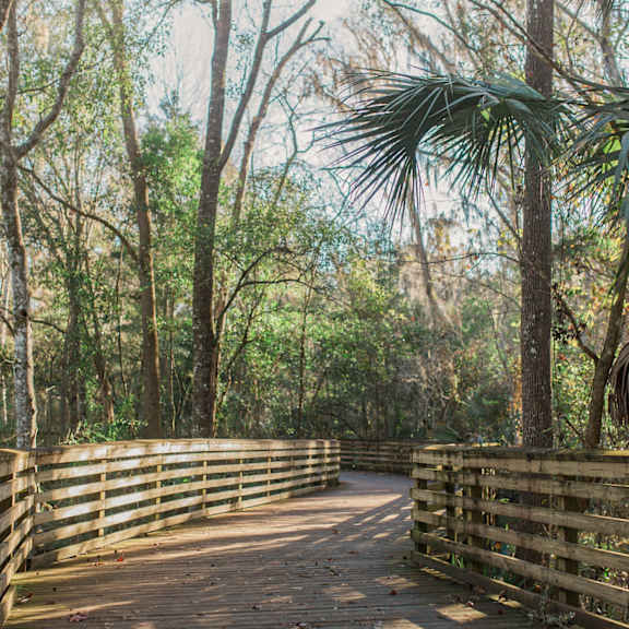 A wooden walkway leads through a forest.