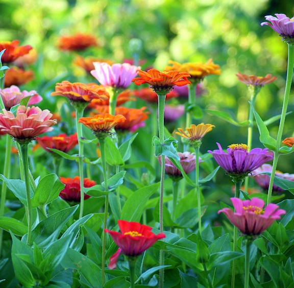 A field of colorful flowers with green leaves.