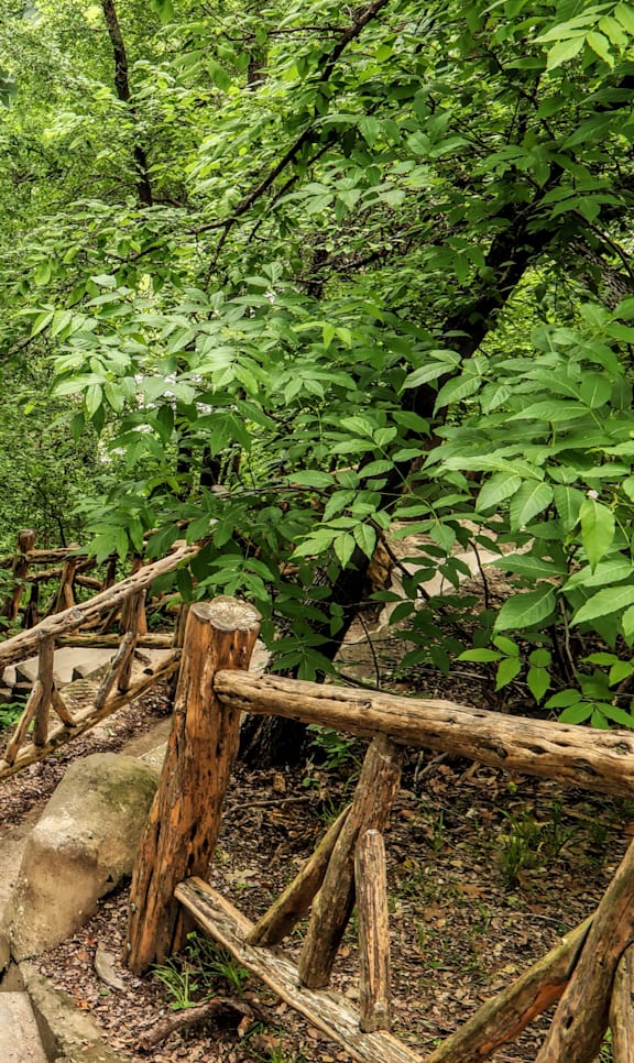 A wooden bridge in a lush green forest.
