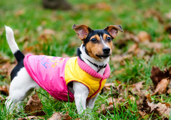 a small dog wearing a pink and yellow jacket standing in a field of leaves