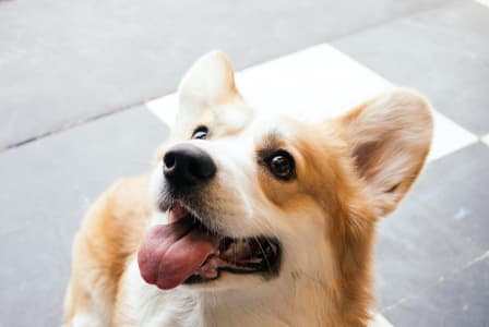 a brown and white dog laying on the ground with its tongue hanging out