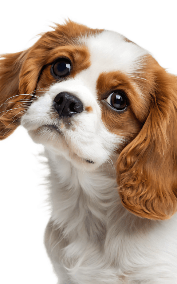A brown and white dog looking upwards.