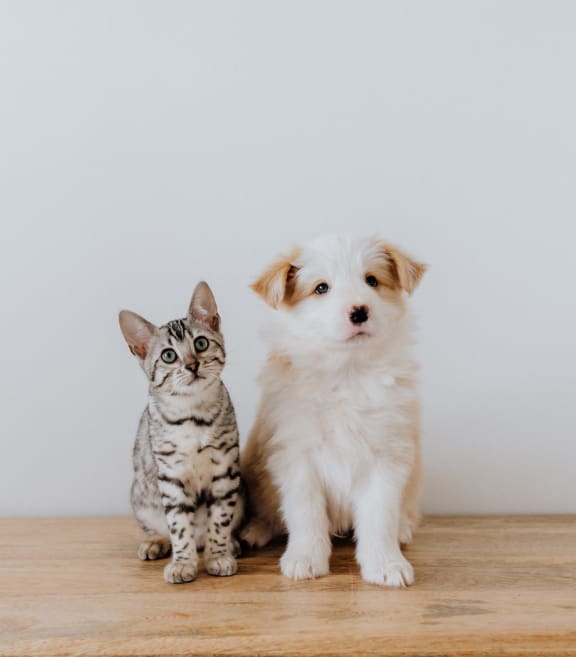 a cat and a dog sitting next to each other