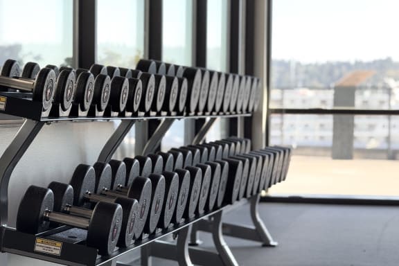 a row of dumbbells in a gym