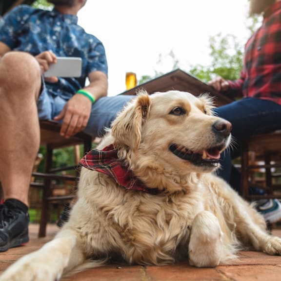 A dog wearing a red bandana is sitting on a patio with two people.