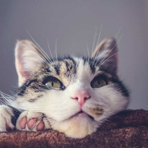 Apartments in Grand Rapids, MI | Gateway at Belknap Apartments pet friendly