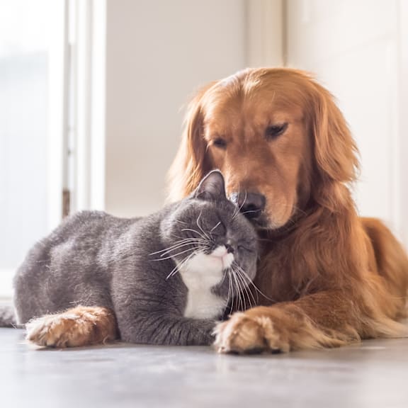 Trowbridge Flats Apartments in downtown Grand Rapids MI pet friendly apartments cat and dog