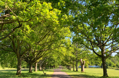 a tree lined path in a park with a body of water in the background