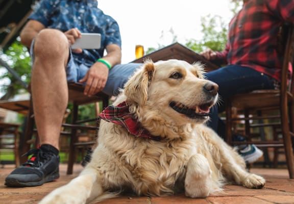 A dog wearing a red bandana is sitting on a patio with two people.