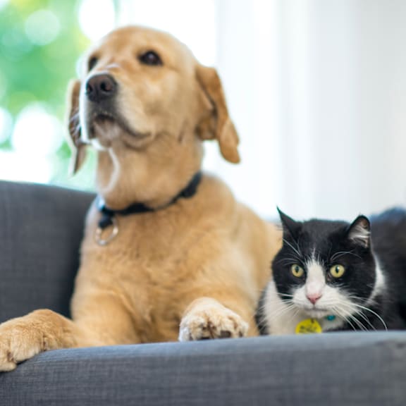 Pet Friendly at Newton Place Apartments in Haslett, MI 