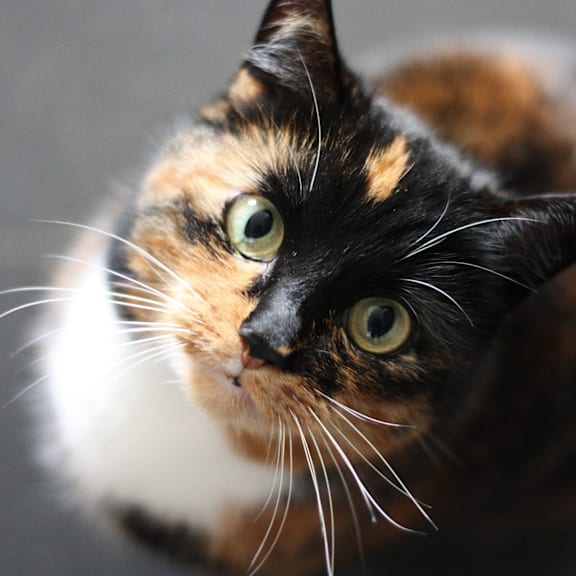 Pet-friendly apartments and townhomes in Hudsonville, MI | Elmwood Lake Apartments in Hudsonville, MI