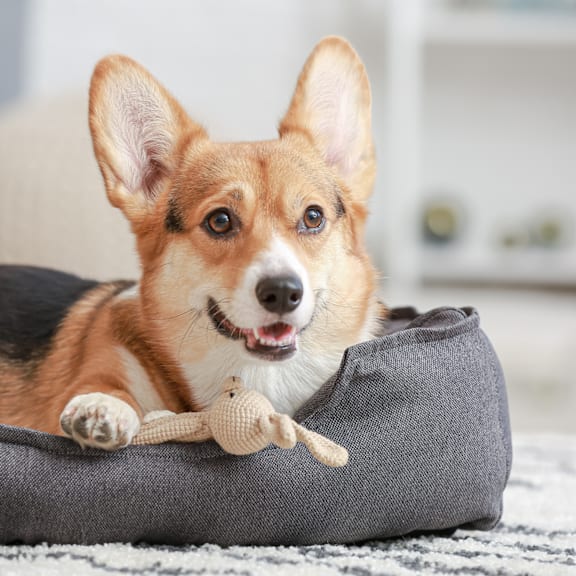 Pet friendly at Okemos Grand Reserve in Okemos, MI