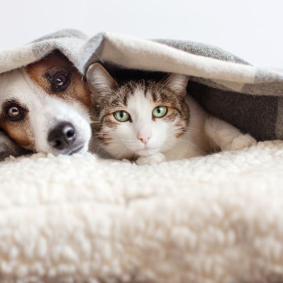 Pet friendly at Southfield MI Apartments | 42 West Apartments in Southfield Michigan