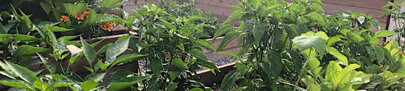Westminster Resident Garden