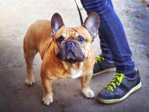 A small brown dog with a black nose and ears stands on a concrete surface.