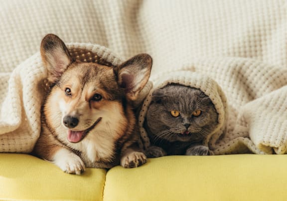 Dog and a cat on the couch at Connect on University, Arizona