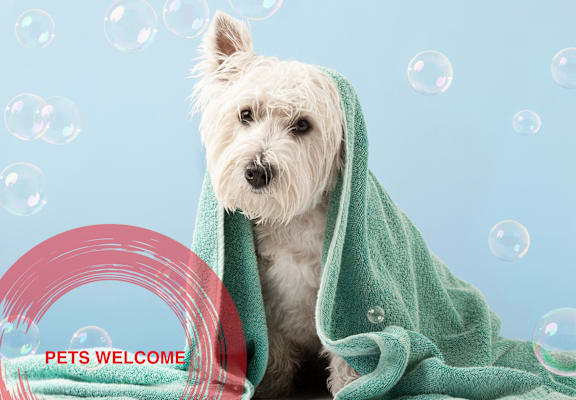 Dog wrapped in towel at Icon One, Daytona Beach