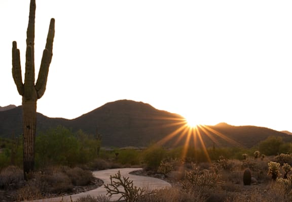 a saguaro cactus and a river in the desert at sunset