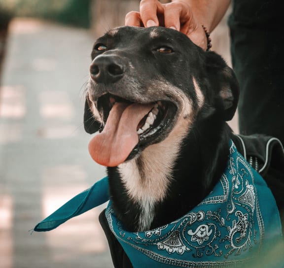 a black and white dog wearing a bandana with its mouth open