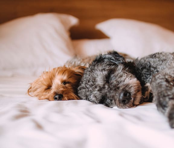 Two dogs sleeping on a bed2 at Sherway Villa, Reseda, CA, 91335