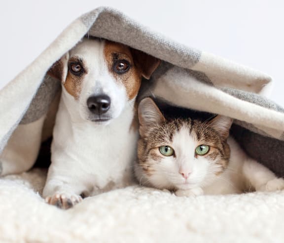 A dog and a cat are peeking out from under a blanket.