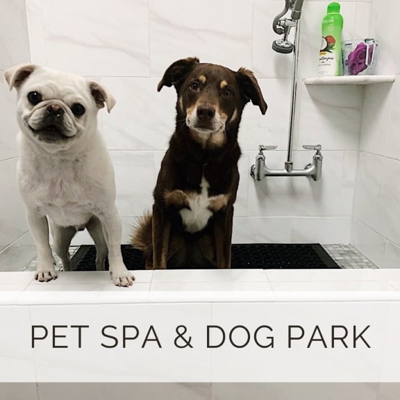 two dogs sitting in a pet spa and dog park