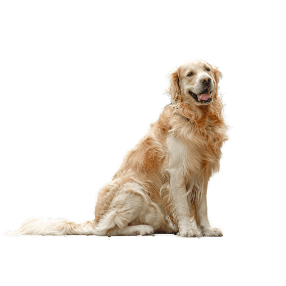 A golden retriever dog with a green leaf in its mouth.
