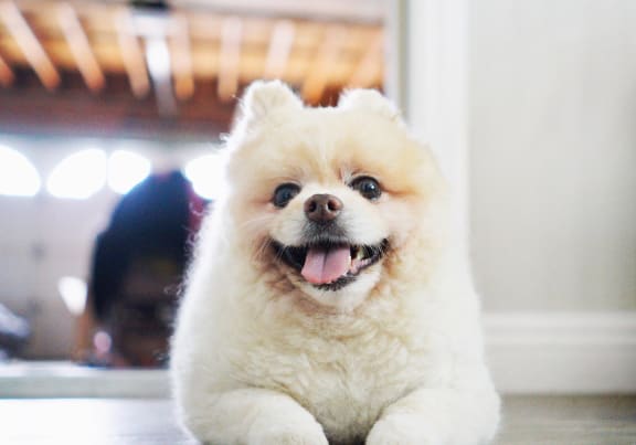 a small white dog laying on a hardwood floor