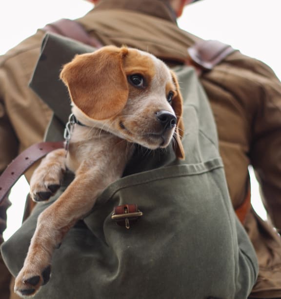 Dog Inside Man's Backpack with Paws Sticking Out