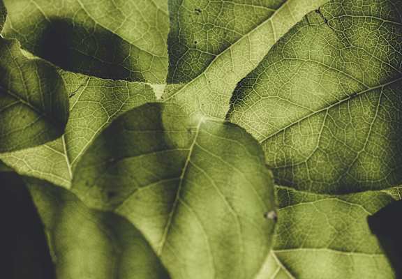 A close up of a green leaf with a blurred background.