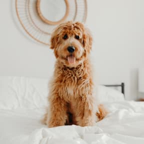 a dog sitting on a bed with white sheets