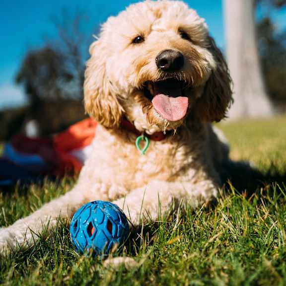 A dog with a blue ball in its mouth is sitting in the grass.