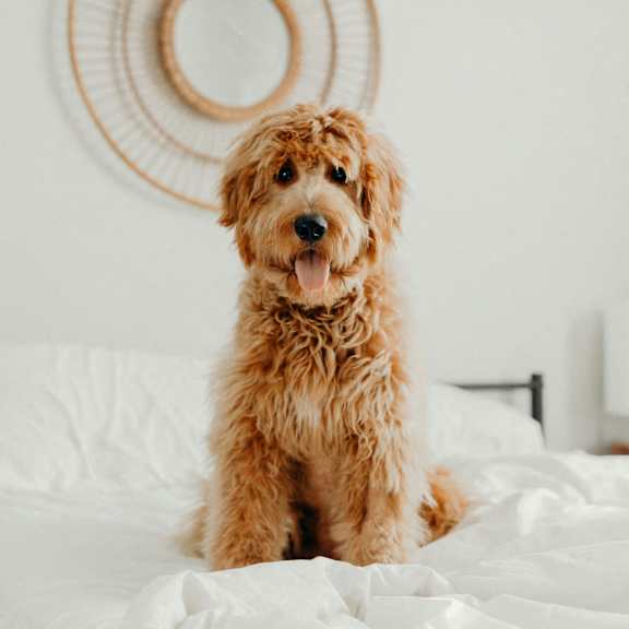 A brown dog is sitting on a white bed.