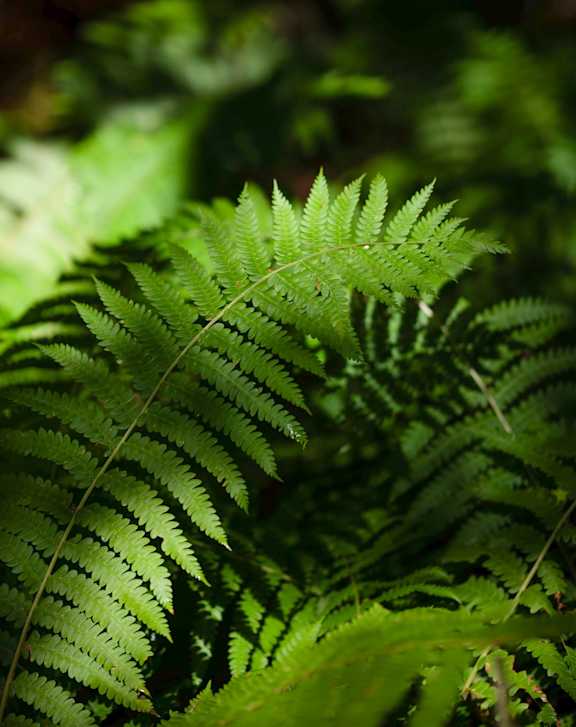 A fern leaf in the foreground with a blurry green background.