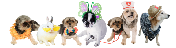 a group of dogs dressed up in costumes