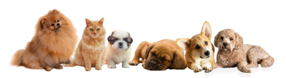 a group of dogs and cats on a white background at Proximity Apartments Residences, apartments in Charleston, South Carolina