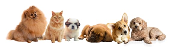a group of dogs and cats on a white background at Edgemont Apartments, PRG Real Estate, Greenville, 29615
