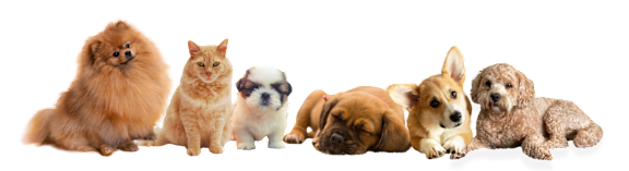 A group of five different animals, including a dog, cat, and two small dogs, are sitting together at Palmetto Place Apartments, Taylors, SC, 29687