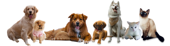 a group of dogs and cats on a black background