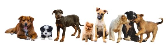 a group of dogs on a white background