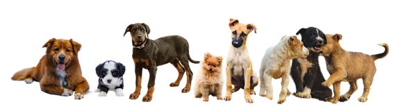 a group of dogs and cats on a black background