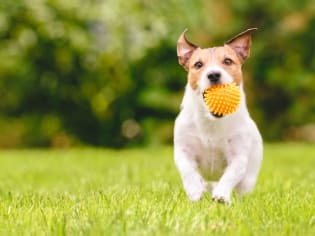 Adorable Small Dog Running Through Grass with Toy Ball