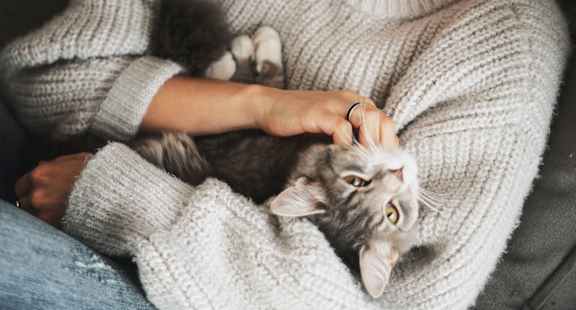 A person in a white sweater is petting a cat.