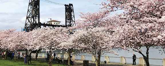 a row of cherry blossoms in a park near a bridge