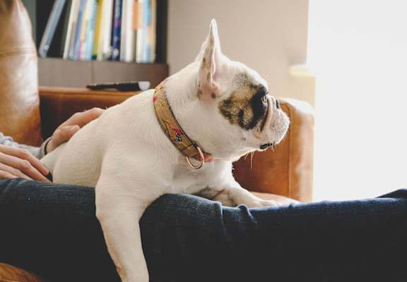 dog on couch