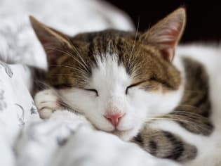 a cat sleeping on a blanket with its eyes closed