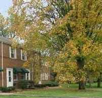 A tree with yellow leaves stands in front of a brick building.