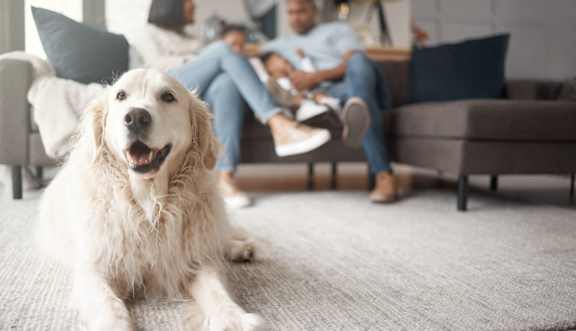 A Golden Retriever is sitting on a carpet in a living room with two people sitting on a couch in the background.