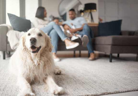 A Golden Retriever is sitting on a carpet in a living room with two people sitting on a couch in the background.
